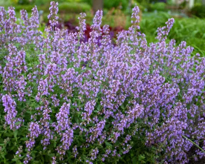 <p>Vilken blomma?</p>