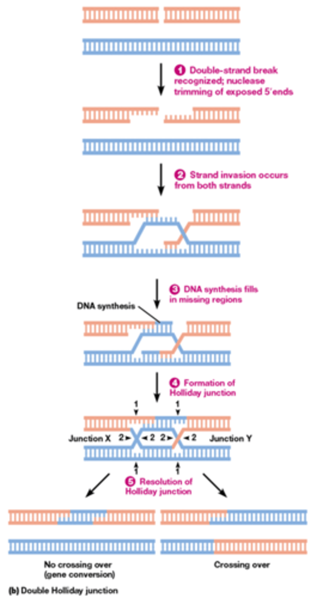 <p>verschil met SDSA: Beide strengen zijn betrokken bij de invasie</p><p>gelijkenis: ook foutenvrij</p><p>1. Nuclease trimt de uiteinden</p><p>2. Beide strengen invaseren elkaar en binden complementair met elkaar</p><p>3. twee 3’ uiteinden en DNA polymerase gaat beginnen synthetiseren</p><p>4. Holiday junctions worden gevormd: ze gaan kruisen waardoor ze niet meer uit elkaar kunnen gaan, ze zijn verstrengeld met elkaar door 2 fosfodiester bindingen die ontstaan</p><p>5. Twee oplossingen voor holiday junctions (nog extra foto volgend kaartje)</p><p>rood is nieuw gesynthetiseerd DNA, om ze uit elkaar te krijgen moeten knipjes gebeuren</p><p>-knip op 2(junction X en Y) zodat beide tegelijkertijd geknipt worden: same sense resolution ->gene conversie en geen crossing over</p><p>-knip op 1 bij X en op 2 bij Y zodat er een grote uitwisseling is tussen grijs en blauw ->crossing over</p>