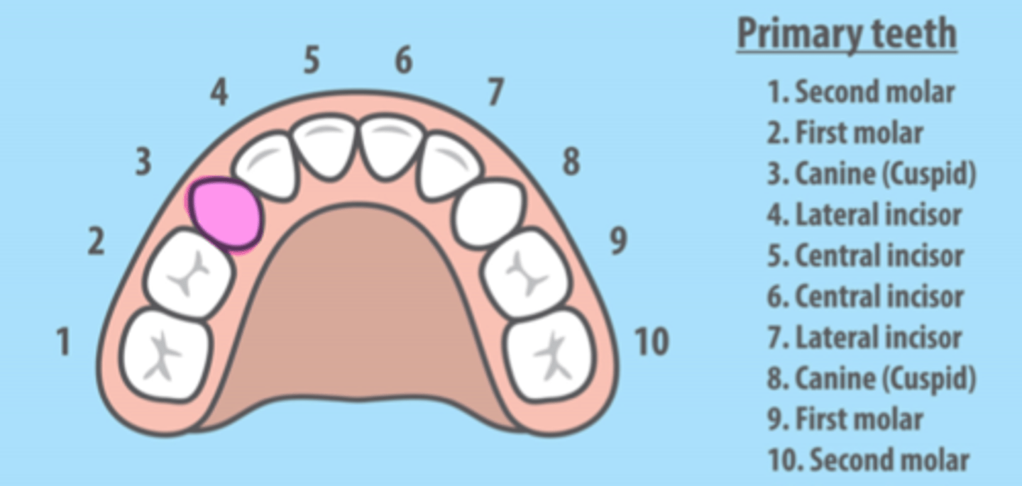 <p>Maxillary Right Primary Canine</p>