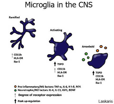 <ul><li><p><span>In healthy conditions they are in a ramified state and survey the brain for pathogens or debris</span></p></li><li><p><span>Upon identification of a threat they become activated (amoeboid morphology)</span></p></li><li><p><span>Their function goes beyond the immune system – involved in a range of homeostatic functions in a healthy brain such as:</span></p><p><span>•Neuronal cell death and survival</span></p><p><span>•Synaptogenesis</span></p><p><span>•Synaptic pruning etc</span></p></li></ul>