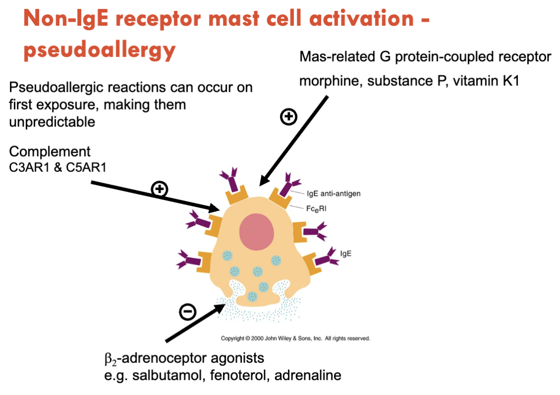 <p><strong>Pseudoallergic reaction</strong></p><ul><li><p>Can occur on first exposure (as opposed to IgE mediated = first exposure triggers hypersensitivity for the next exposure)</p></li></ul><p></p><p><strong><em>Mas-related G protein-coupled receptors:</em></strong></p><ul><li><p>Morphine</p></li><li><p>Vitamin K1</p></li><li><p>Substance P</p></li></ul><p></p>