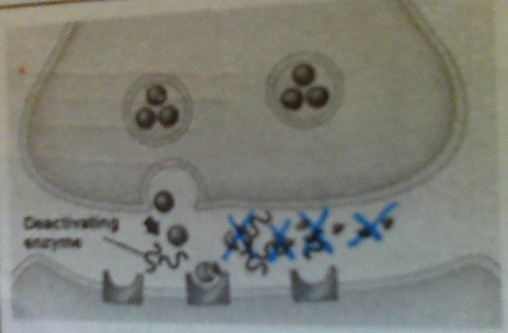 <p>Enzymes in synapse break down NT so they lose function</p>