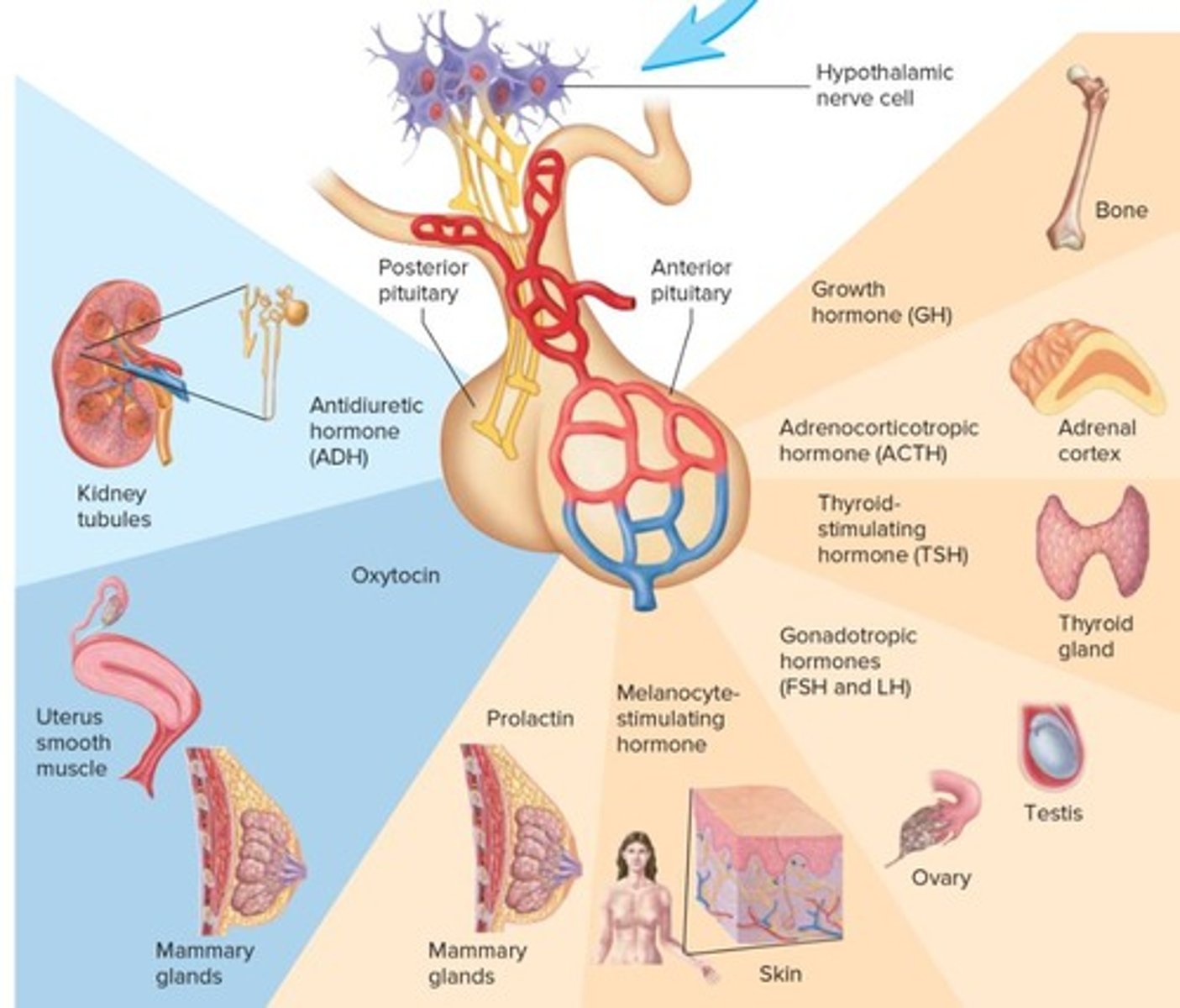 <p>It acts as the control center for the autonomic nervous system and endocrine system.</p>