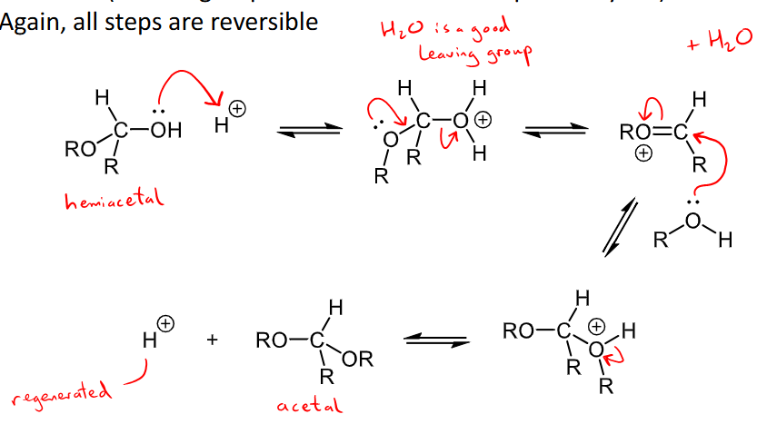<ul><li><p>hemiacetals can react with another equivalent of an alcohol to form an acetal - the OH group of the hemiacetal is replaced by another OR in an acetal </p></li><li><p>every step is reversible </p></li></ul><p></p>