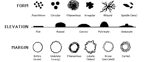 <ul><li><p>grow bacteria in petri dishes with agar (jelly-like substance with basic nutrients)</p></li><li><p>bacteria grows large enough to see with the naked eye called colonies</p></li><li><p>shape + colour of the colonies can help indicate the species</p></li></ul><p></p>