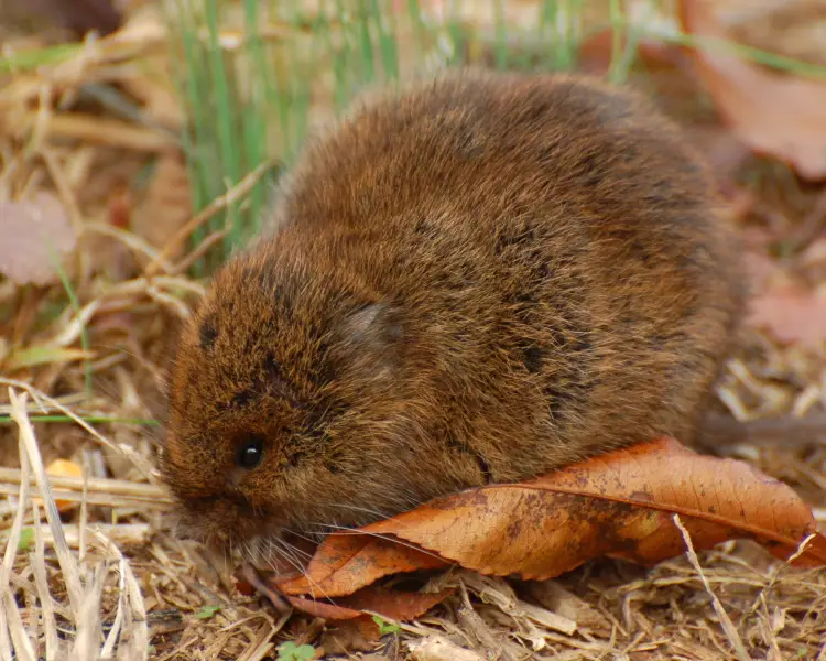 <p>Meadow vole</p>