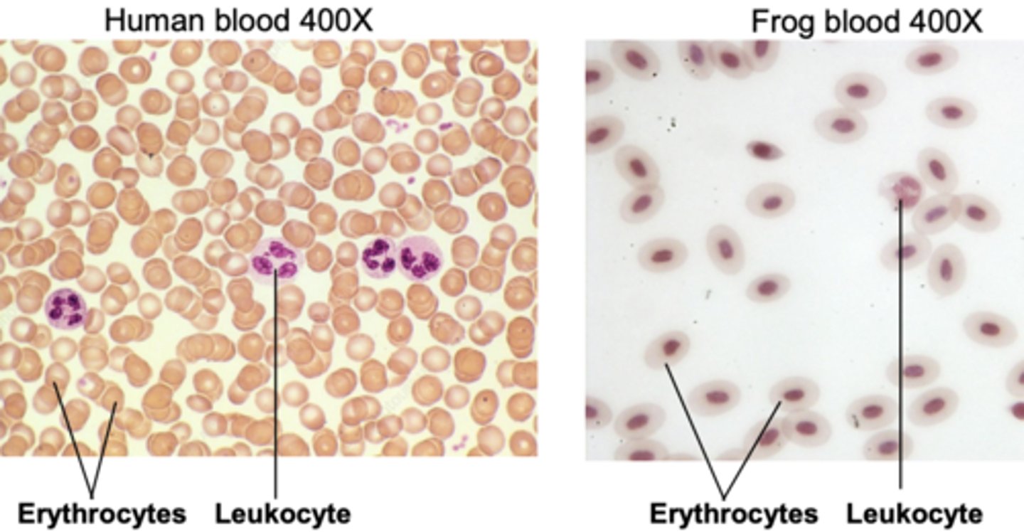 <p>yes, i can label the connective tissue of blood</p>
