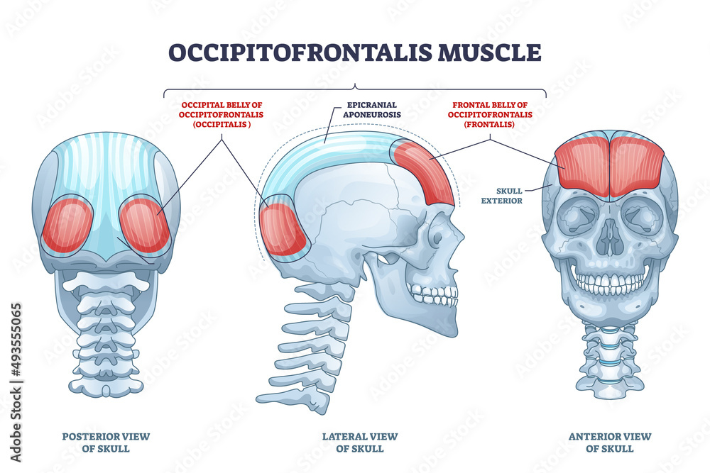 <p>Epicranius (Frontalis and Occipitalis)</p>