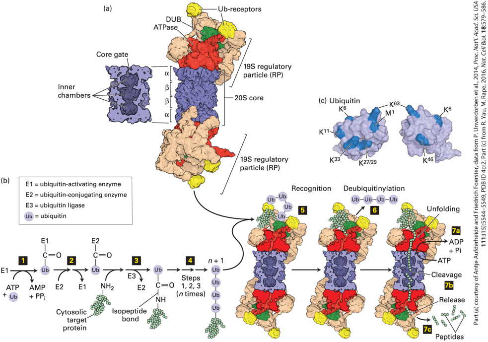 <p>Protein degredation, E3 adds ubiquitin.</p>