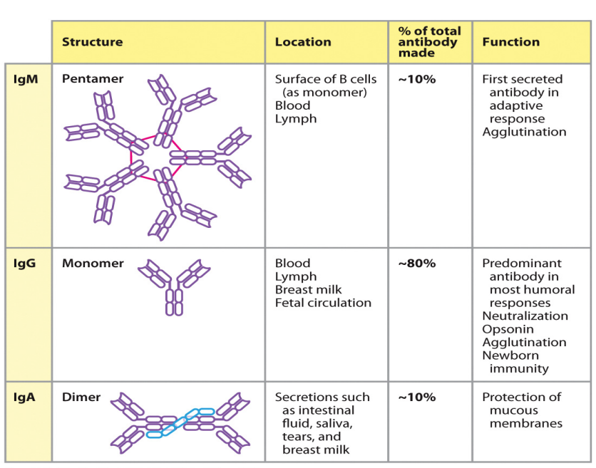 <p>- Ig = immunoglobulin</p><p>- different Ig classes have different functions</p><p>- IgD also membrane bound (important in B cell development)</p><p>- IgE is secreted (important in allergy)</p><p>- isotype/class switching from IgM to IgG and IgA requires further signals from Th cells</p>