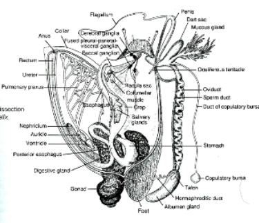 <p>They have a complete and specialized digestive system that processes food through both extra cellular and intracellular digestion by cilia, mucus, and digestive glands.</p><p>The digestive system is ciliated, helping to move food along the tract, the food is then trapped in music forming a mucoid mass.</p><p>The mucoid mass combines with a Protostyle (rotating mucus rod in the stomach) that helps mix and grind food as it rotates, aiding in digestion.</p><p>The digestive gland located in the visceral mass secretes acid and digestive enzymes where they enter the stomach to break down food.</p><p>2 types of digestion: Extracellular (happens in the stomach, enzymes and acids digest food outside the cells) and Intracellaular (occurs in the digestive gland where nutrients are absorbed into cells where final digestion takes place)</p><p>Waste formation: In the intestine, undigested material is compacted into waste pellets that are eventually expelled.</p>