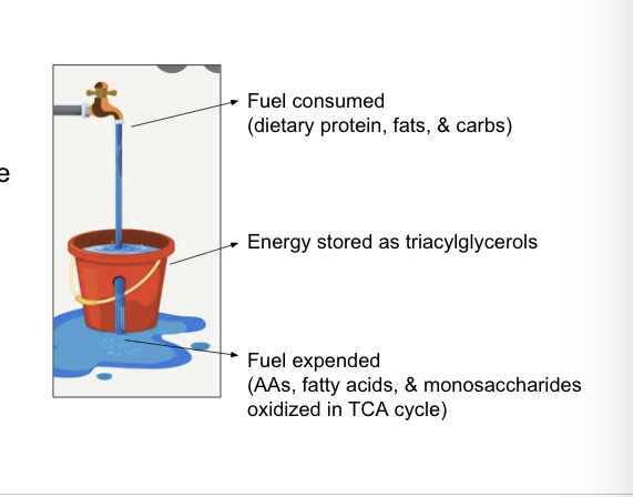 <ul><li><p>if fuels are consumed in excess of energy needs → fuels are stored</p></li><li><p>excess energy molecules ultimately converted to <strong>triacylglycerols</strong> which are stored in <strong>adipocytes</strong></p></li><li><p>diagram</p><ul><li><p>fuel consumed = dietary protein, fats, and carbs</p></li><li><p>energy stored as triacylglycerols</p></li><li><p>fuel expended = AAs, fatty acids and monosaccharides oxidized in TCA cycle</p></li></ul></li></ul><p></p>