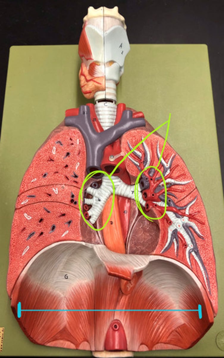 <p>Where the vasculature comes into the lungs</p>
