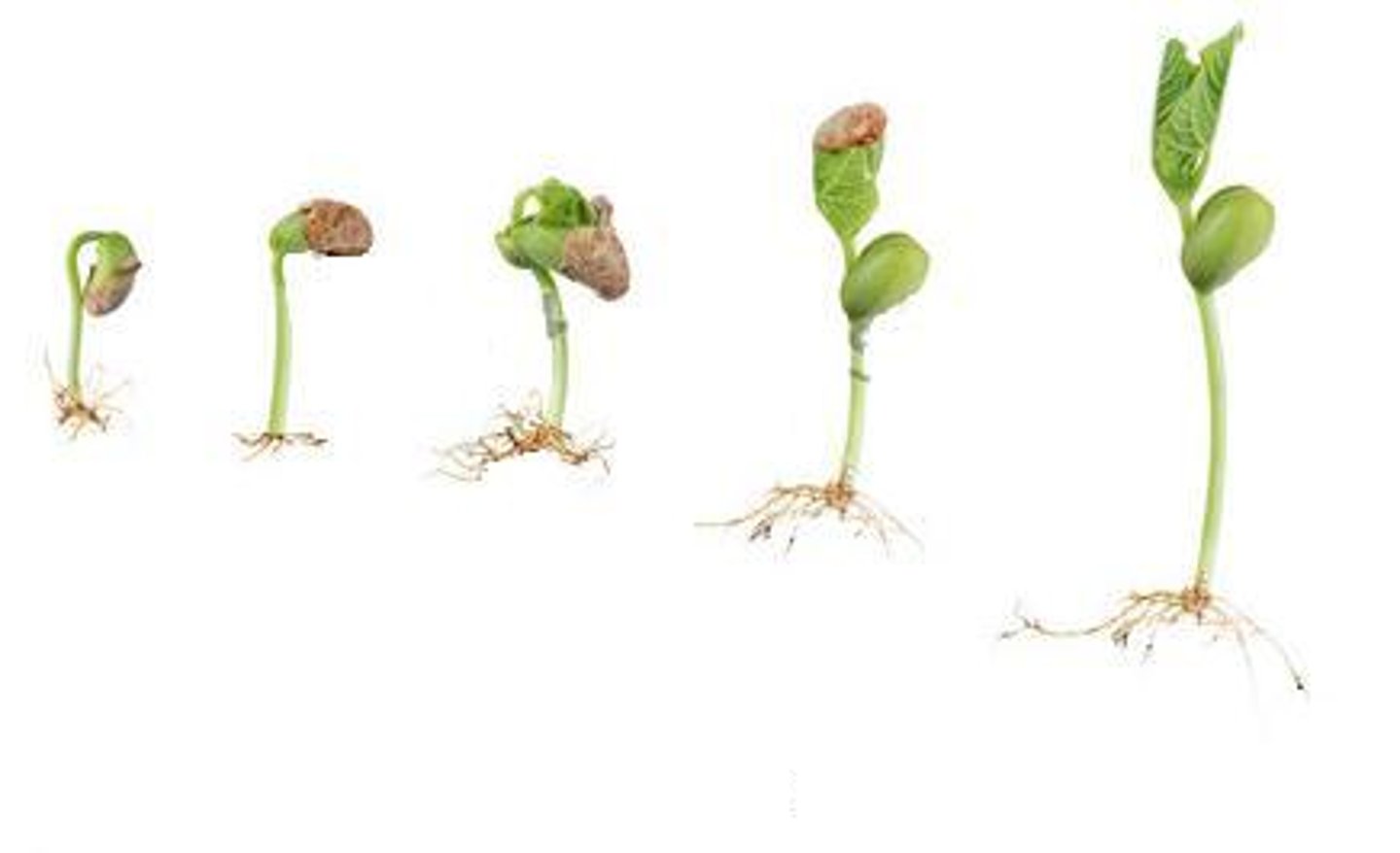 <p>Plant hormones that are important in the initiation of seed germination</p>