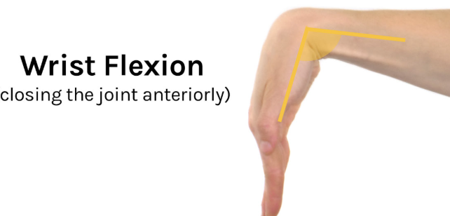 <p>Wrist Flexion</p>
