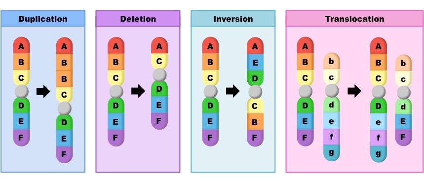 <p>Chromosomal mutation</p>