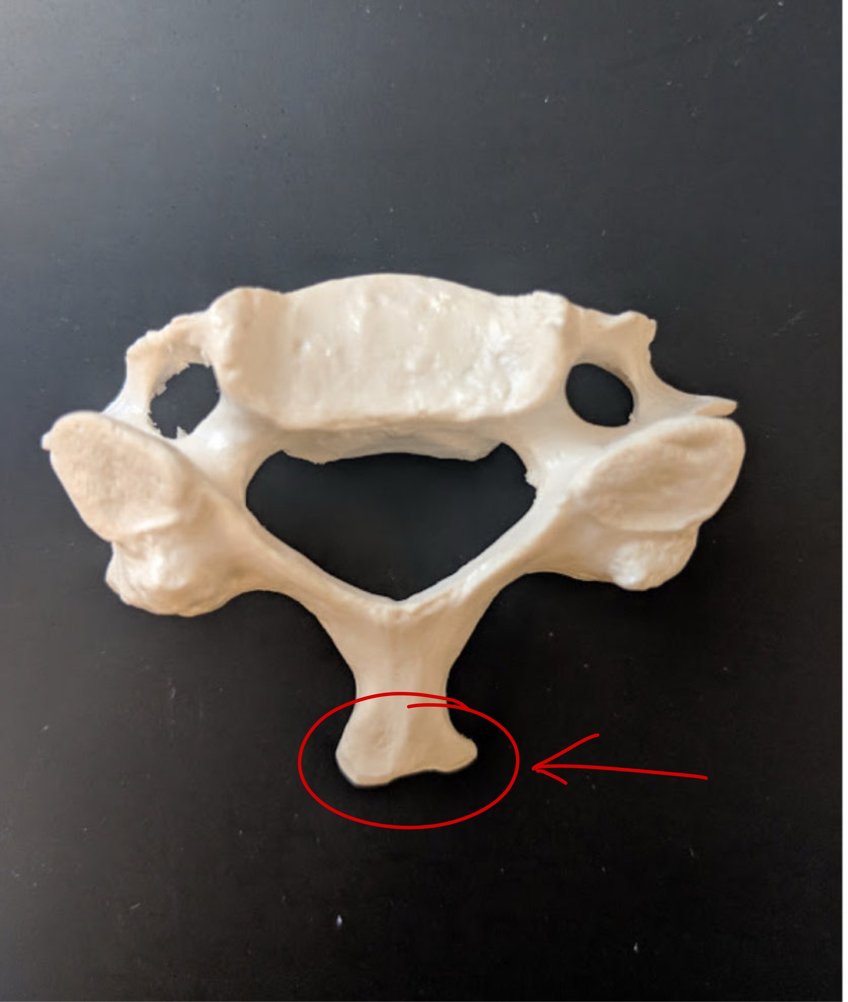 <p>Name this structure</p>