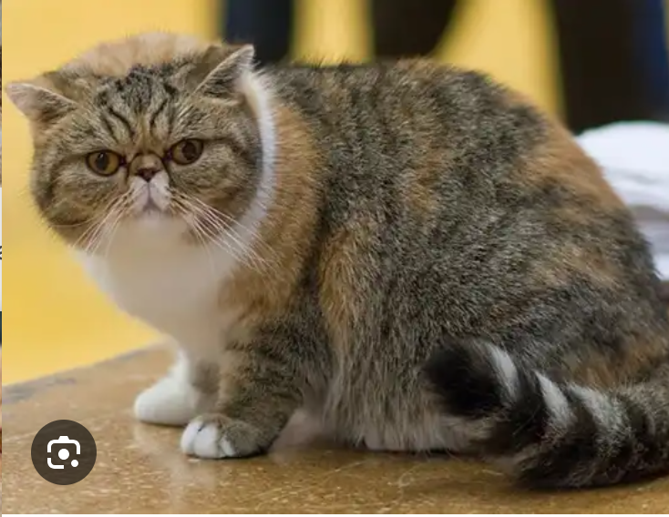 <p>what is this </p>