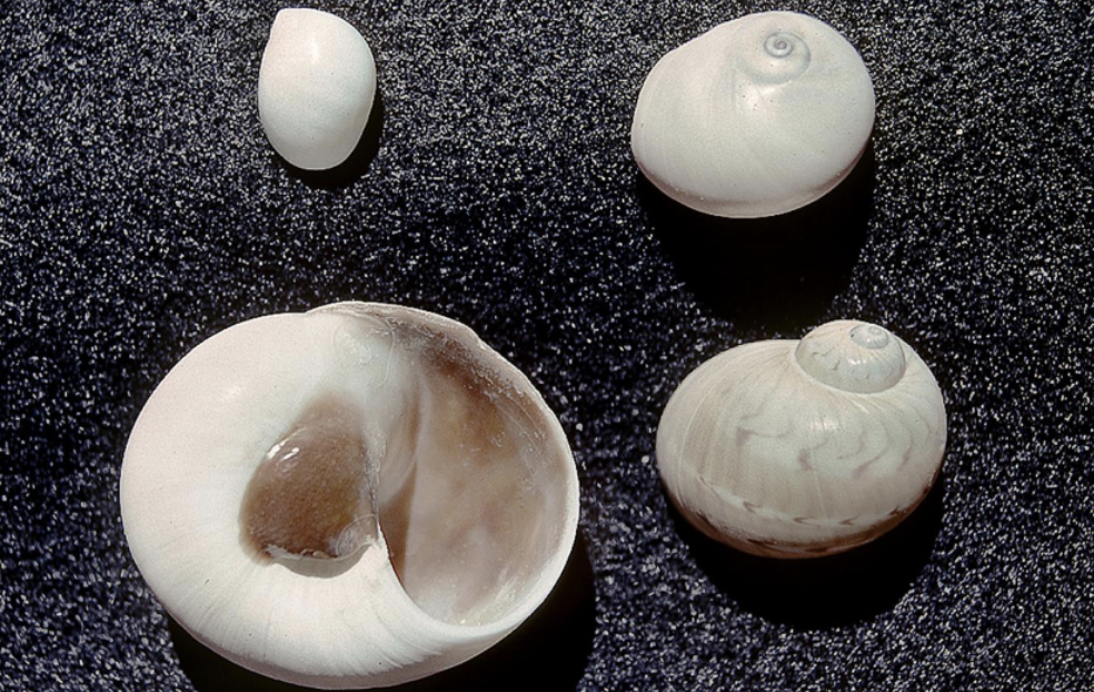 <p>What phylum, class, subclass, and family is this organism? What habitat and feeding corresponds to them?</p>
