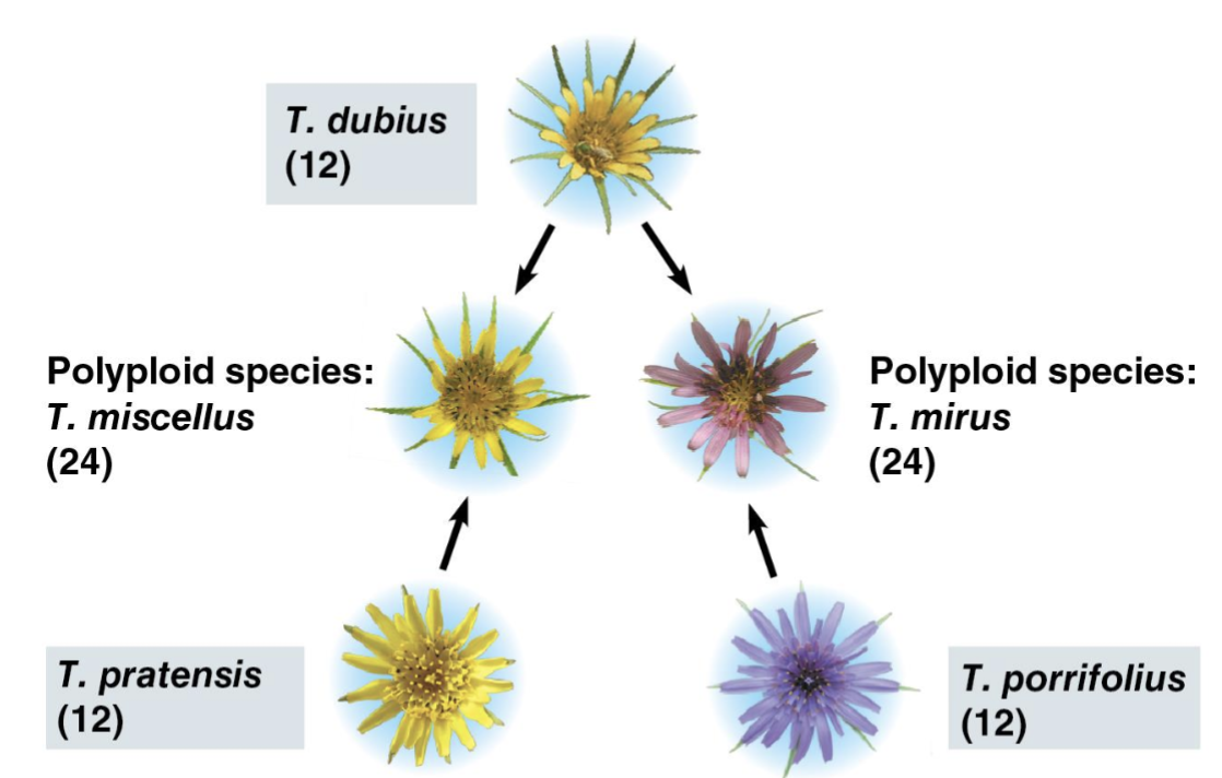<p>Polyploidy</p>