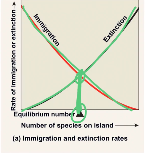 <p>equilibrium number</p>