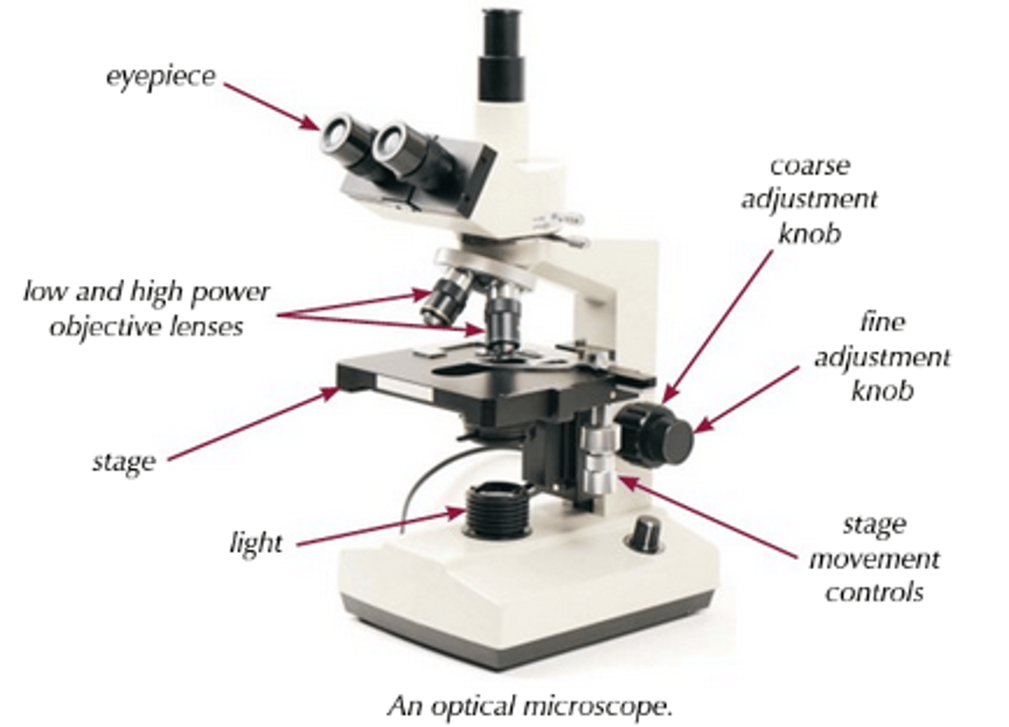 <p>You need to know how to set up and use an optical microscope to observe your prepared root tip cells:<br>1) Start by clipping the slide you've prepared onto the stage.<br>2) Select the lowest-powered objective lens (i.e. the one that produces the lowest magnification).<br>3) Use the coarse adjustment knob to bring the stage up to just below the objective lens.<br>4) Look down the eyepiece (which contains the ocular lens); use the coarse adjustment knob to move the stage downwards, away from the objective lens, until the image is roughly in focus.<br>5) Adjust the focus with fine adjustment knob, until you get a clear image of what's on the slide.<br>6) If you need to see the slide with a greater magnification, swap to a higher-powered objective lens and refocus.</p>