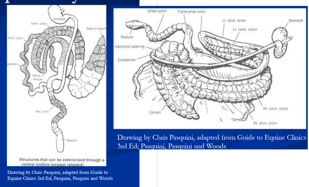 <ul><li><p>ventral midline incision, xyphoid to umbilicus </p></li><li><p>initial inspection: apex of cecum should be on ventral midline, surrounded by ventral colon / sternal flexure </p></li><li><p>look for discolored peritoneal fluid, fibrin on serosal surfaces, ingesta free in peritoneum </p></li><li><p>decompress any distended intestine </p></li><li><p>problem may be evident on initial inspection </p></li><li><p>explore further by sweeping hand over viscera in all quadrants </p></li><li><p>looking for distended loops of bowel, tight mesenteric bands, firm ingesta/fecal masses intra-abdominal masses </p></li><li><p>detailed exploration </p></li><li><p>feel root of mesentery and connections of cecum and colon for volvulus </p></li><li><p>LI: check position by starting at cecum → ventral colon → pelvic flexure; nephrosplenic space </p></li><li><p>run SI, palpate liver, right kidney, epiploic foramen </p></li><li><p>exteriorize the colon and examine </p></li><li><p>palpate / examine small and transverse colons </p></li><li><p>decompression of distended SI and </p></li><li><p>resection-anastomosis if needed </p></li><li><p>pelvic flexure enterotomy to evacuate colon </p></li><li><p>close abdominal wall with #2 absorbable (vicryl) methods vary; suture / staple skin; belly bandage </p></li></ul><p></p>