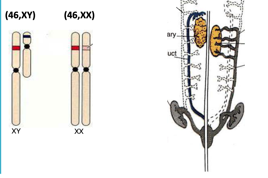 <p><strong><span>What is a DSD?</span></strong></p>