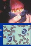 <p><span style="background-color: transparent;">Mechanisms of Intestinal Injury and Colic</span></p>