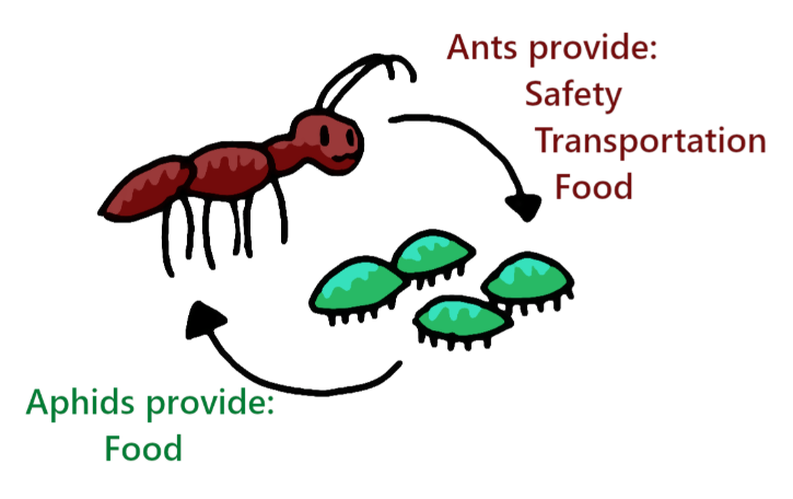<p>a type of symbiotic relationship between two different species<span><span> where both parties benefit from the interaction</span></span></p>