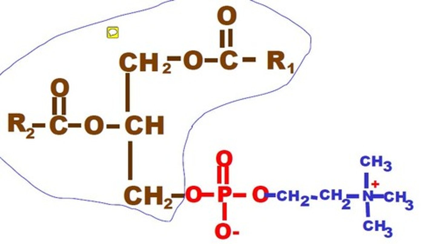 <p>hydrophoic and hydrophilic</p>