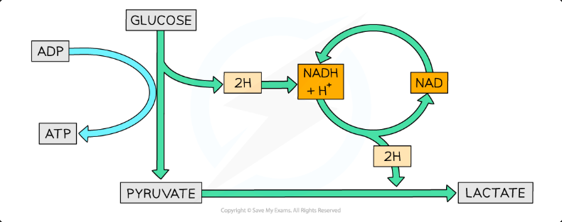 <ul><li><p>To <strong>re-oxidise NAD</strong> (convert Reduced NAD back to NAD). This regenerates the NAD required for glycolysis to continue.</p></li></ul><p></p>
