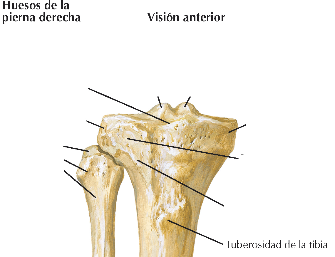 <p>Se encuentra en el extremo superior del borde anterior y es el lugar para la inserción distal del ligamento patelar</p>