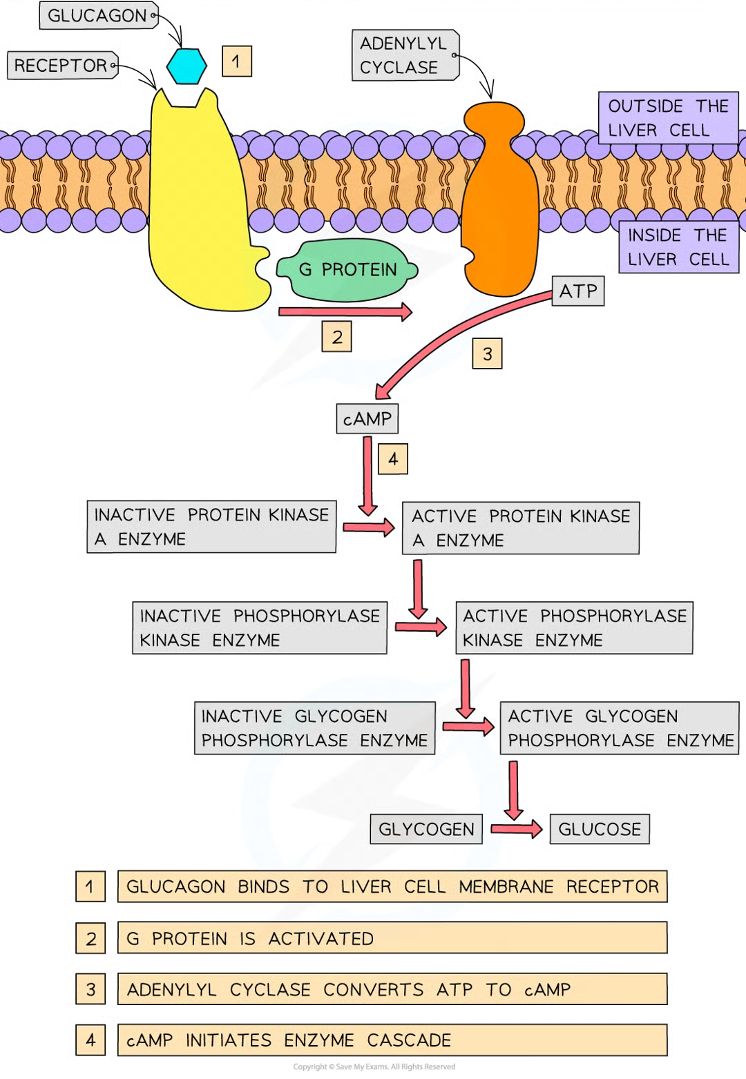 <ul><li><p>less insulin = reduces use of glucose by liver and muscle cells</p></li><li><p>glucagon binds to receptors in cell surface membranes of liver cells</p></li><li><p>binding causes conformational change in receptor protein that activates a g protein</p></li><li><p>activated g protein activates enzyme adenylyl cyclase</p></li><li><p>active adenylyl cyclase catalyses conversion of atp to second messenger = cyclic AMP</p></li><li><p>cAMP binds to protein kinase A enzymes, activating them</p></li><li><p>active protein kinase A enzymes activate phosphorylase kinase enzymes by adding phosphate groups to them</p></li><li><p>active phosphorylase kinase enzymes activate glycogen phosphorylase enzymes</p></li><li><p>active glycogen phosphorylase enzymems catalyse breakdown of glycogen to glucose (glycogenolysis)</p></li><li><p>amplifies og signal from glucagon and = extra glucose released by liver to increase blood glucose conc to normal level</p></li></ul><p></p>