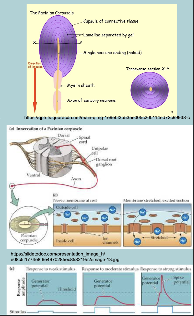 <p>Stretch-activated ion channels&nbsp;</p>