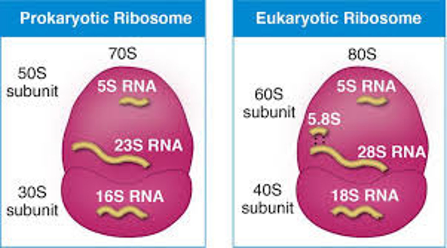<p>- highly conserved protein-making machines</p><p>- composed of rRNA (only in euks, 2/3) and protein (1/3)</p><p>- S value: measure of particle size/shape based on its sedimentation rate under acceleration (not additive)</p><p>- small subunit: mediates interactions between mRNA and tRNA</p><p>- large subunit catalyzes peptide bond formation + has exit tunnel through which growing polypeptide emerges (target for antibiotics)</p>