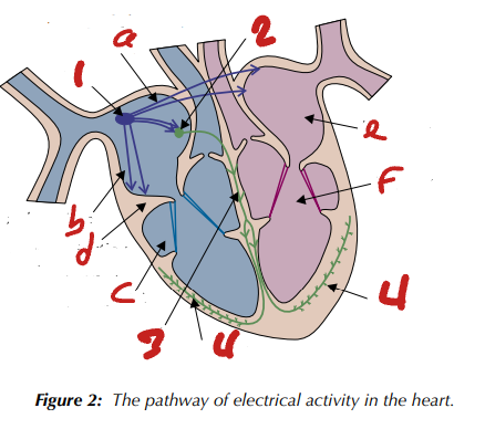 <p>Label the Heart’s Pathway of Electrical Activity (in order, 1→4)</p>