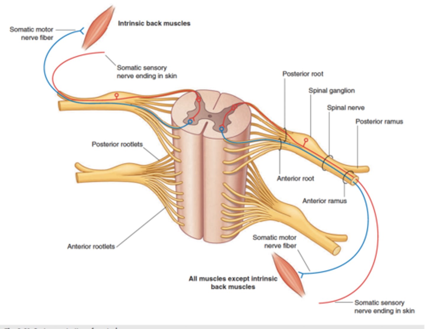 <p>posterior (dorsal) root : contains sensory neuron processes</p><p>DRG: cluster of sensory neuron cell bodies at the distal end of the posterior root in the intervertebral foramen</p><p>ventral root: contains motor fibers carrying signals away from the CNS</p>