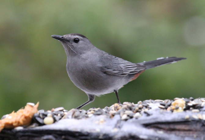 <p>Gray Catbird</p>