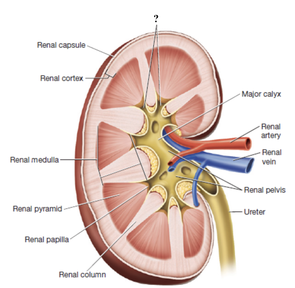 <p>urine from each renal papilla drains into this small space </p><ul><li><p>merge into major calyces </p></li></ul><p></p>