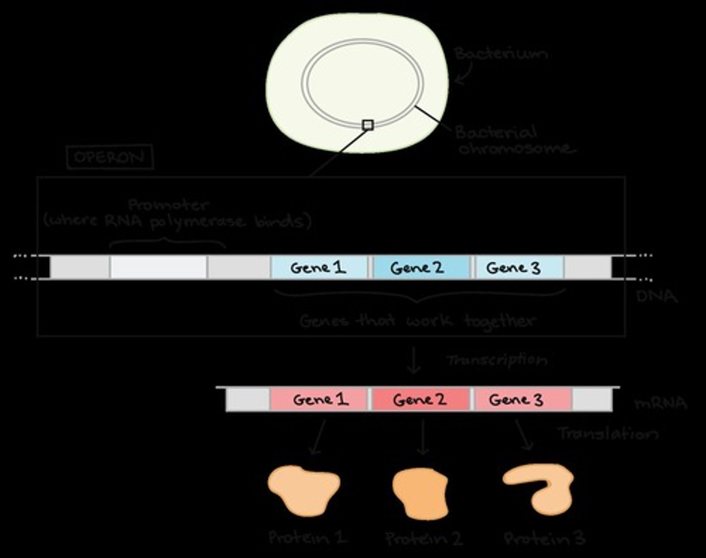 <p>A group of genes that are regulated and transcribed as a unit, allowing efficient expression of sets of genes needed at the same time.</p>
