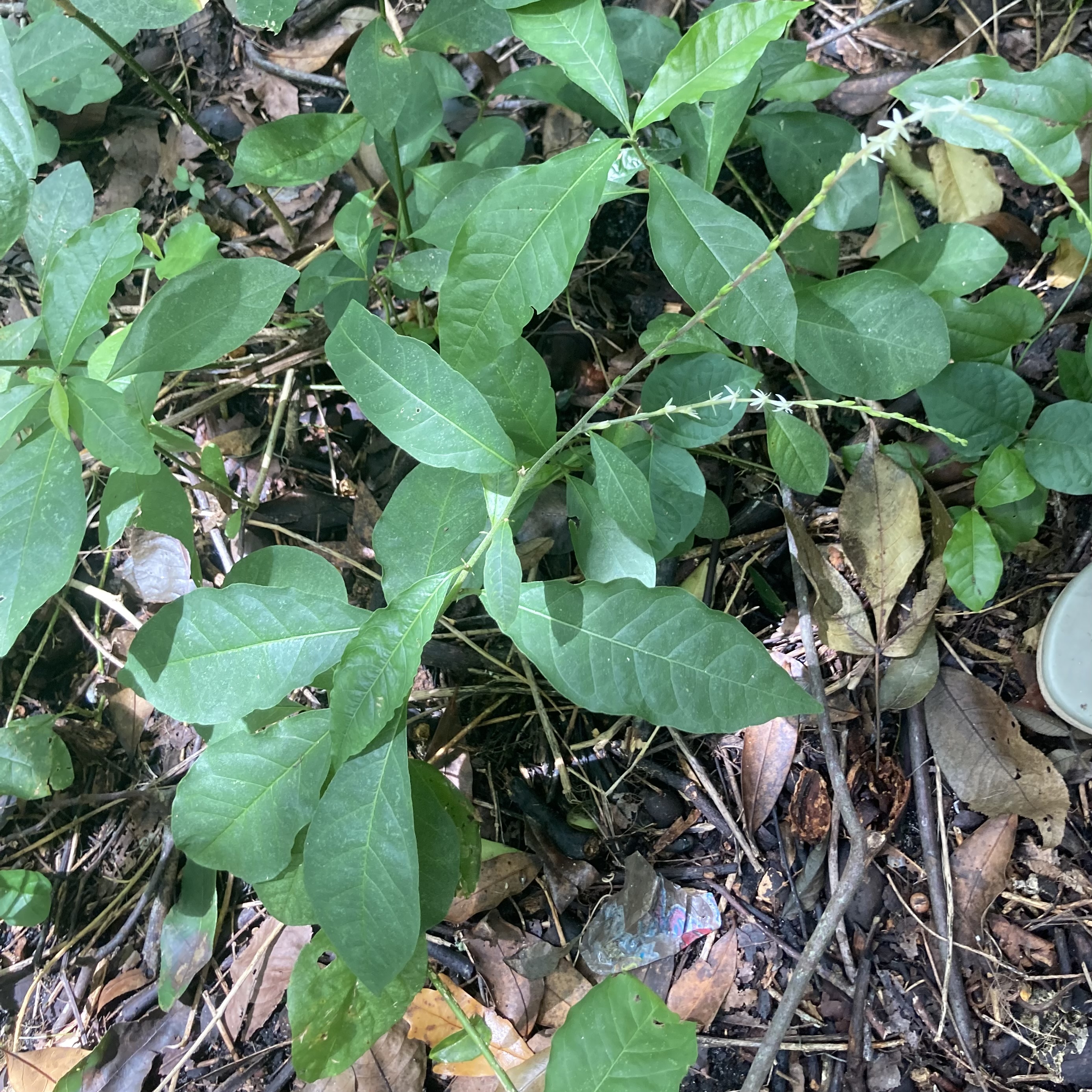 <p>What is this plant?</p>