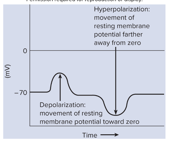 <ul><li><p>Inside of the cell becomes even more negative</p></li><li><p>Inhibitory-</p><ul><li><p>makes the cell less likely to create an action potential&nbsp;&nbsp;</p></li></ul></li></ul><p></p><p></p>