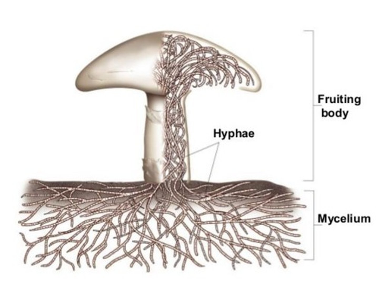 <p>The vegetative body of most fungi is called a(n) ______, which consists of an interwoven mass of threadlike filaments called _____.</p>