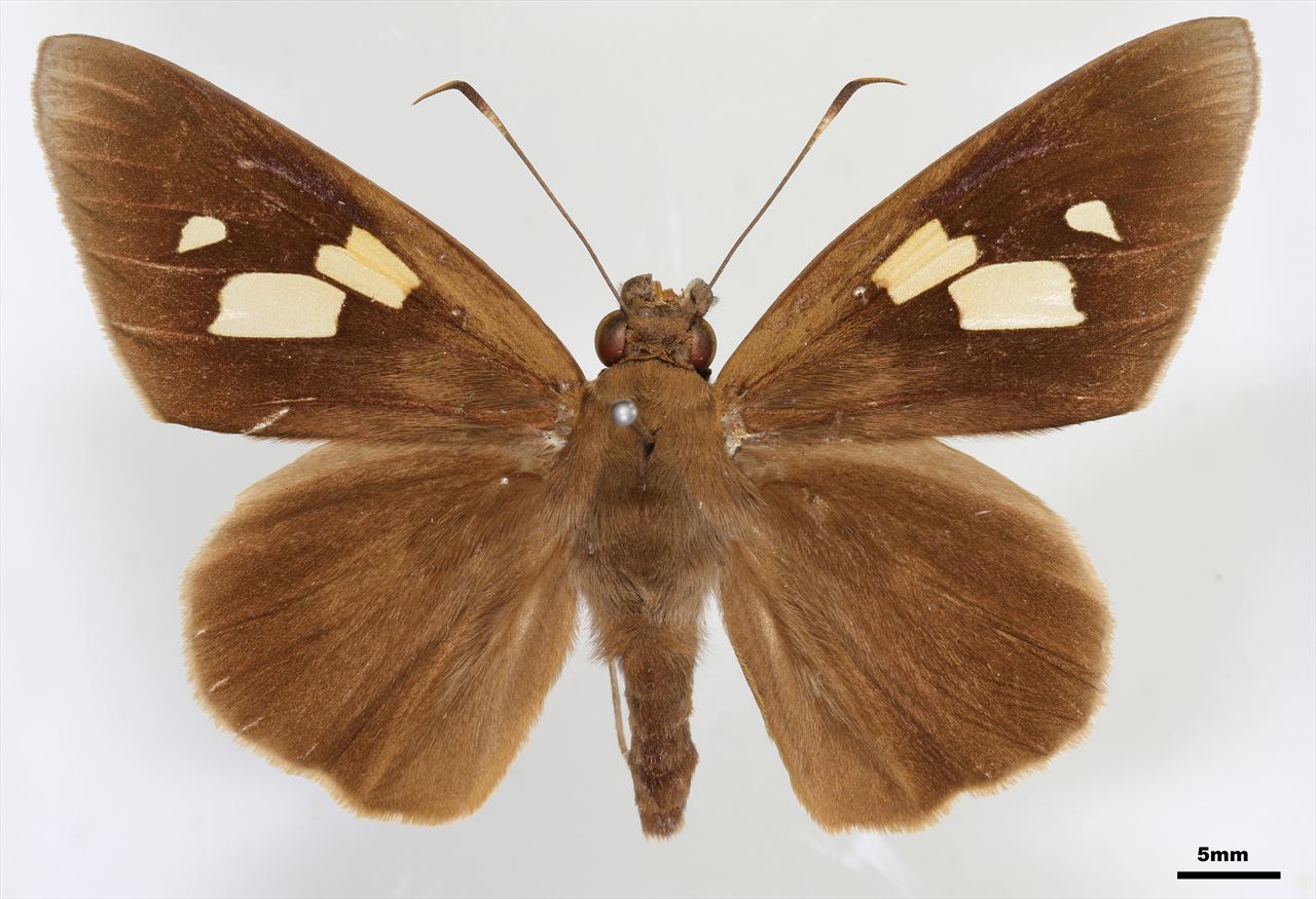 <p>hesperiidae</p>