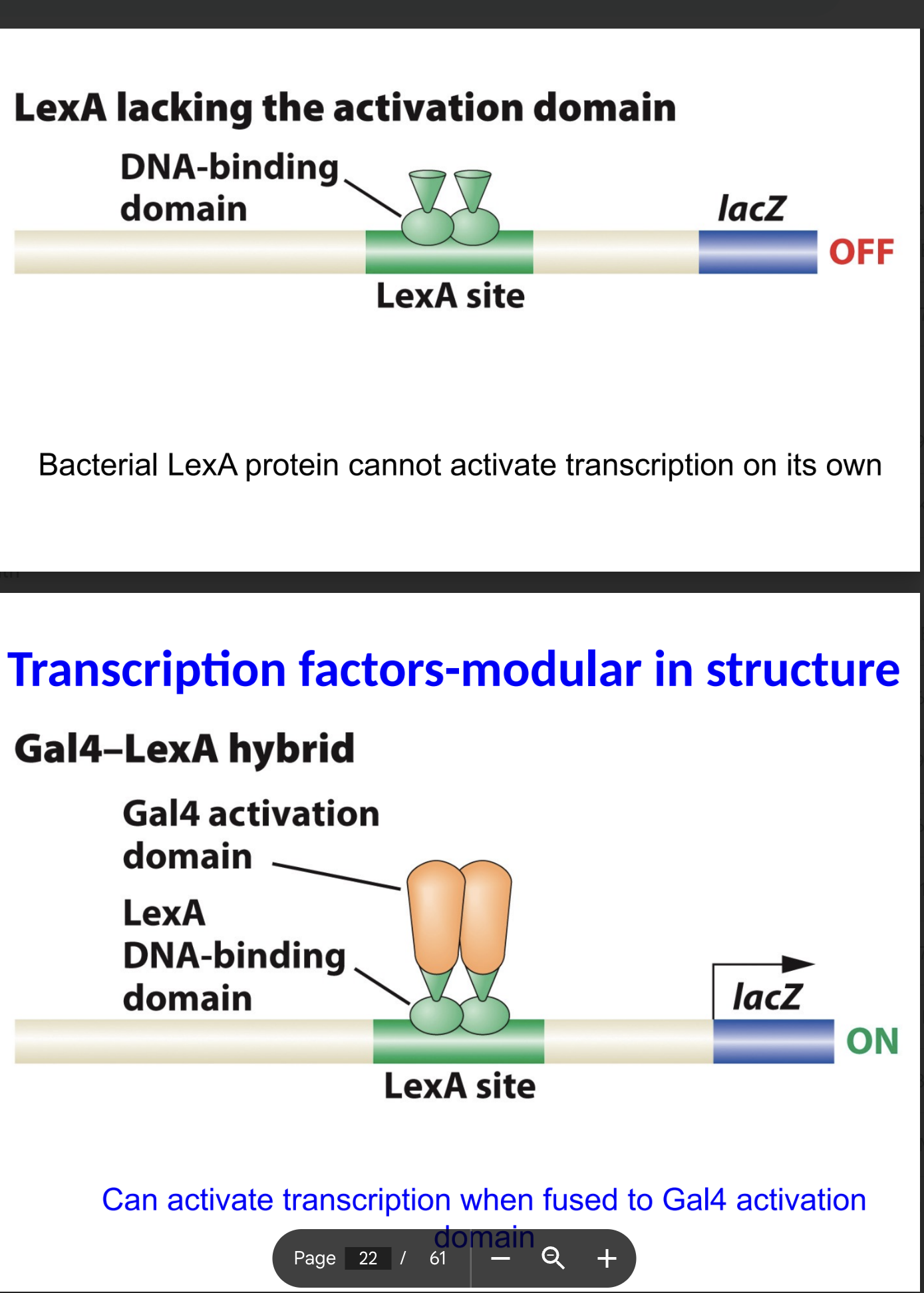 <p>If LexA does not have the activation domian what happpens?</p><p>what about when it does have the activation domain?</p>