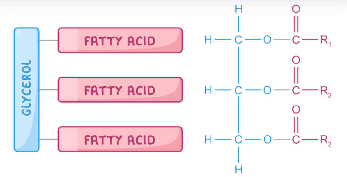 <p>Glycerol molecule + 3 fatty acids</p>