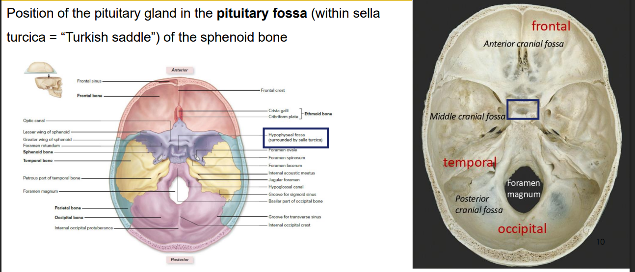 <p>Cranial Location</p>
