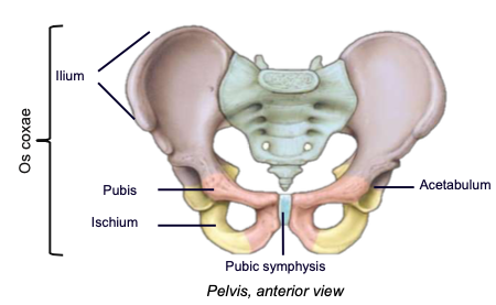 <p>the cartilaginous anterior articulation site of the left and right pubis bones</p>