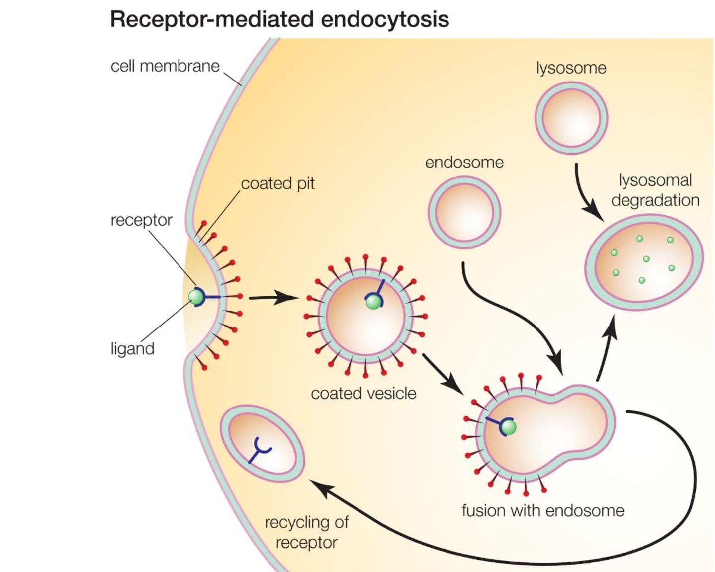 <p>Receptor proteins capture specific target molecules to aid with endocytosis</p>